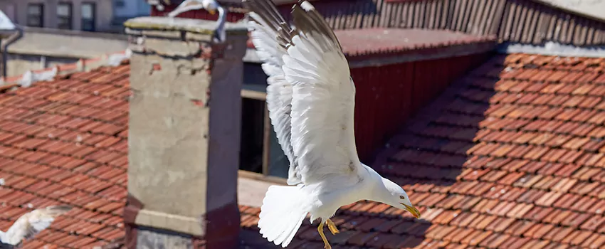 Residential Chimney Animal Removal Solution in Hibbing, MN