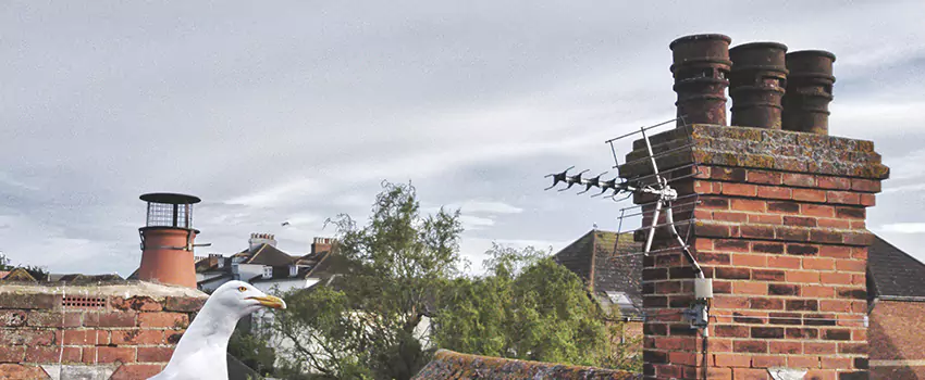 Chimney Cleaning And Restoration in Hibbing, Minnesota